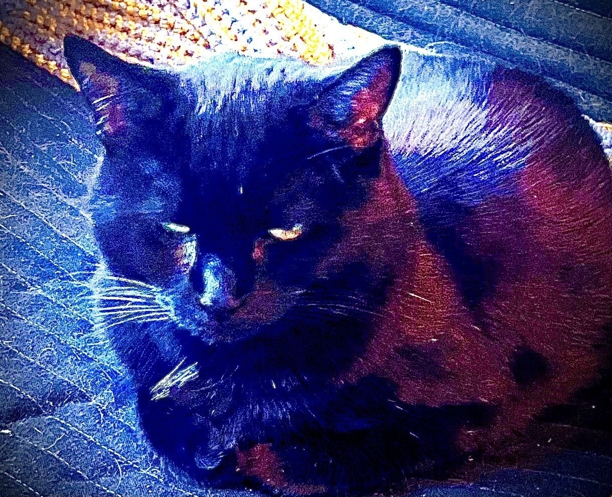 A black cat loafing on a chair, eyes half open. The color palette is cool with pops of purple and dark red. 