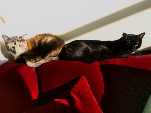 Two cats, one tortie one tuxedo, sitting on top of a red couch, droopy eyes, in a big sun spot, loafing with their butts up against each other.