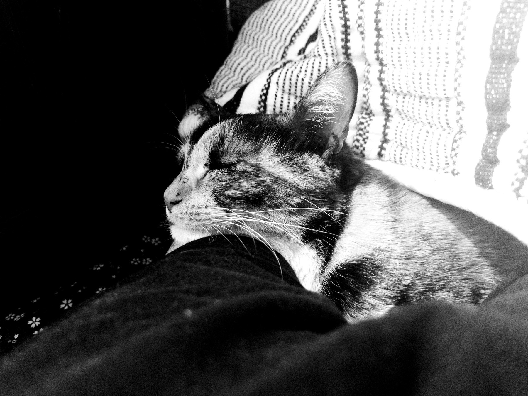 Auto-generated description: A black and white photo shows a cat peacefully resting its head on a person’s leg, next to patterned pillows.