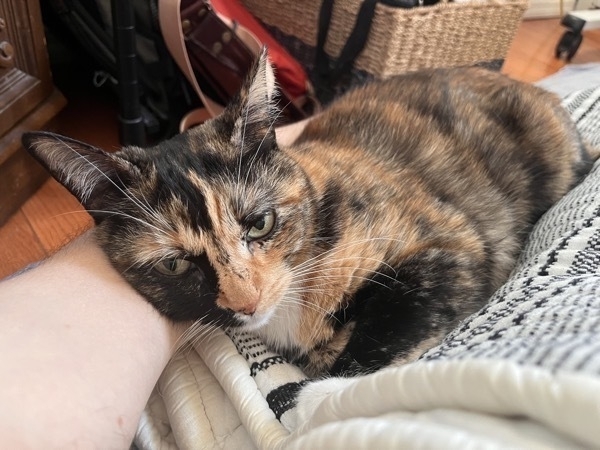 A calico cat, Retsina, cuddling in a blanket half on top of my white arm.