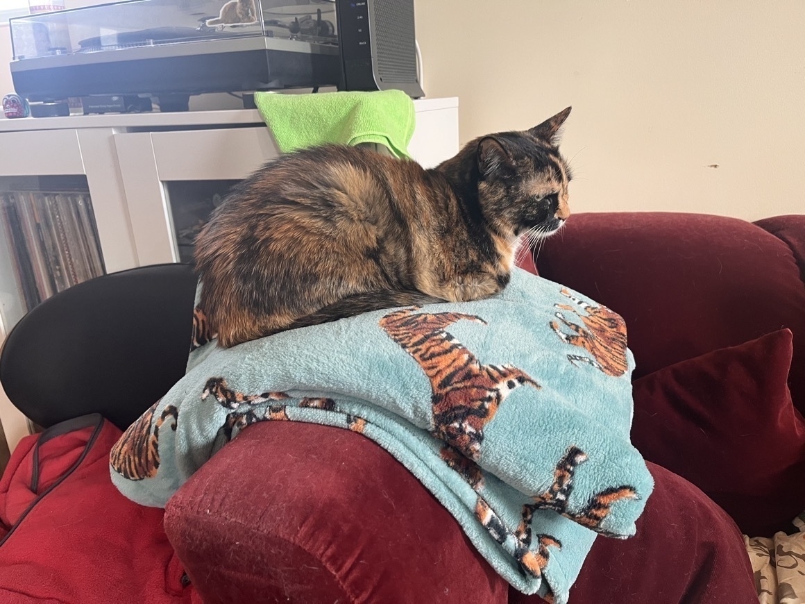 A cute kitty sitting on a blanket with tigers on it.