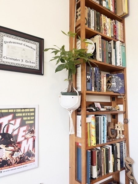 A Money plant hanging from the side of a full, narrow wooden bookshelf in a white planter. The planter is attached to the top of the bookshelf with rope.