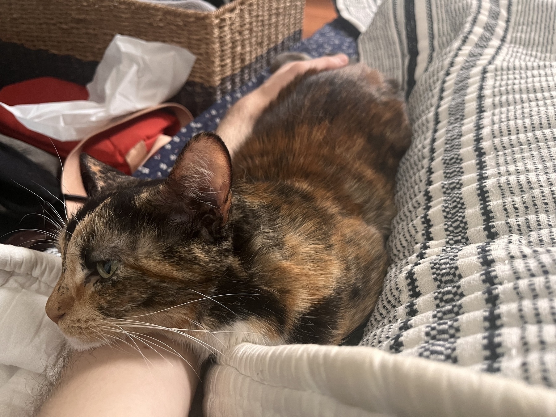 Auto-generated description: A tortoiseshell cat is lounging on a person’s arm on a bed with patterned blankets.