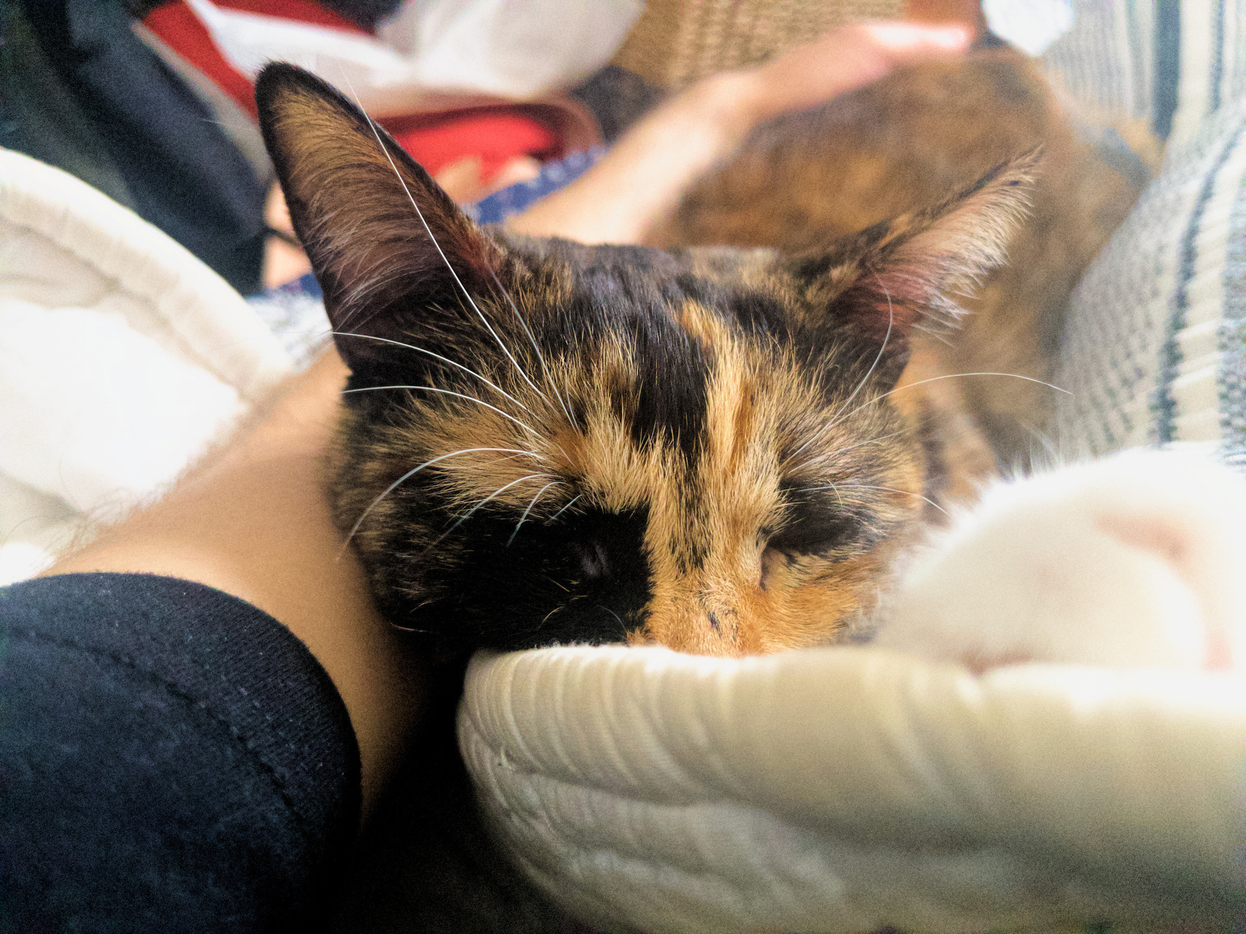 Auto-generated description: A tortoiseshell cat is peacefully sleeping while nestled against a person’s arm.