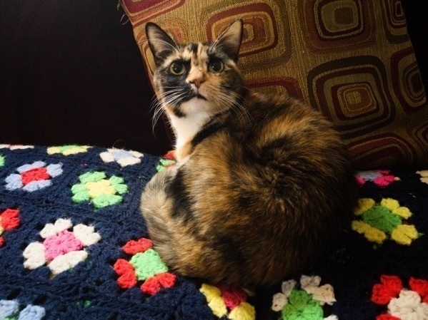 A photo of a super cute kitty loafing on a couch, staring right into the lense.