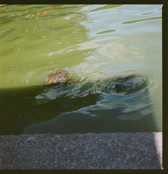 Green water with two box turtles, just their shells poking out from the surface.