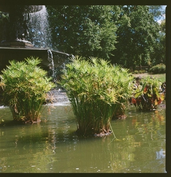 Green water with bushy, green plant clusters popping out in curated clumps. There's a fountain spilling water down in sparkled drops in the top left edge.