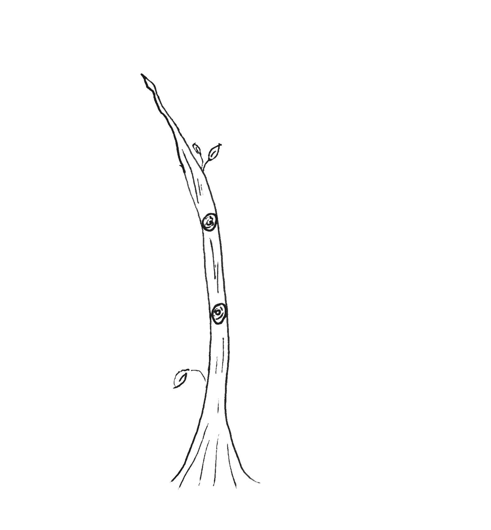 A hand drawn image of a tree without any branches, and 2 knots up the trunk