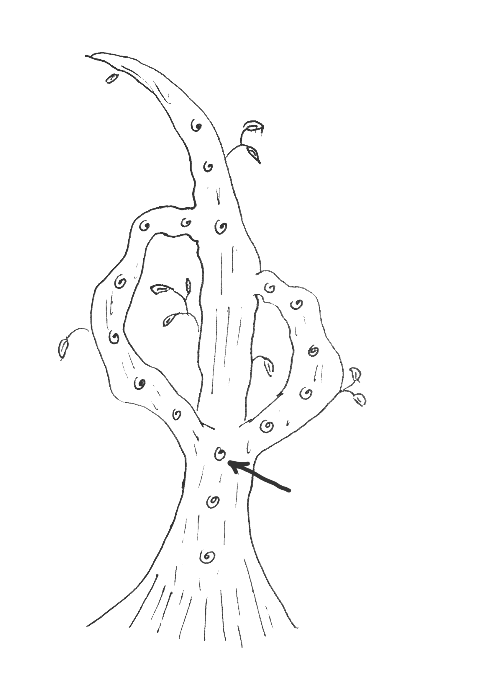 A hand drawn image of a tree with 2 branches both originating from the same point, and growing back into the trunk farther up. An arrow points to a knot at the branch origin point.