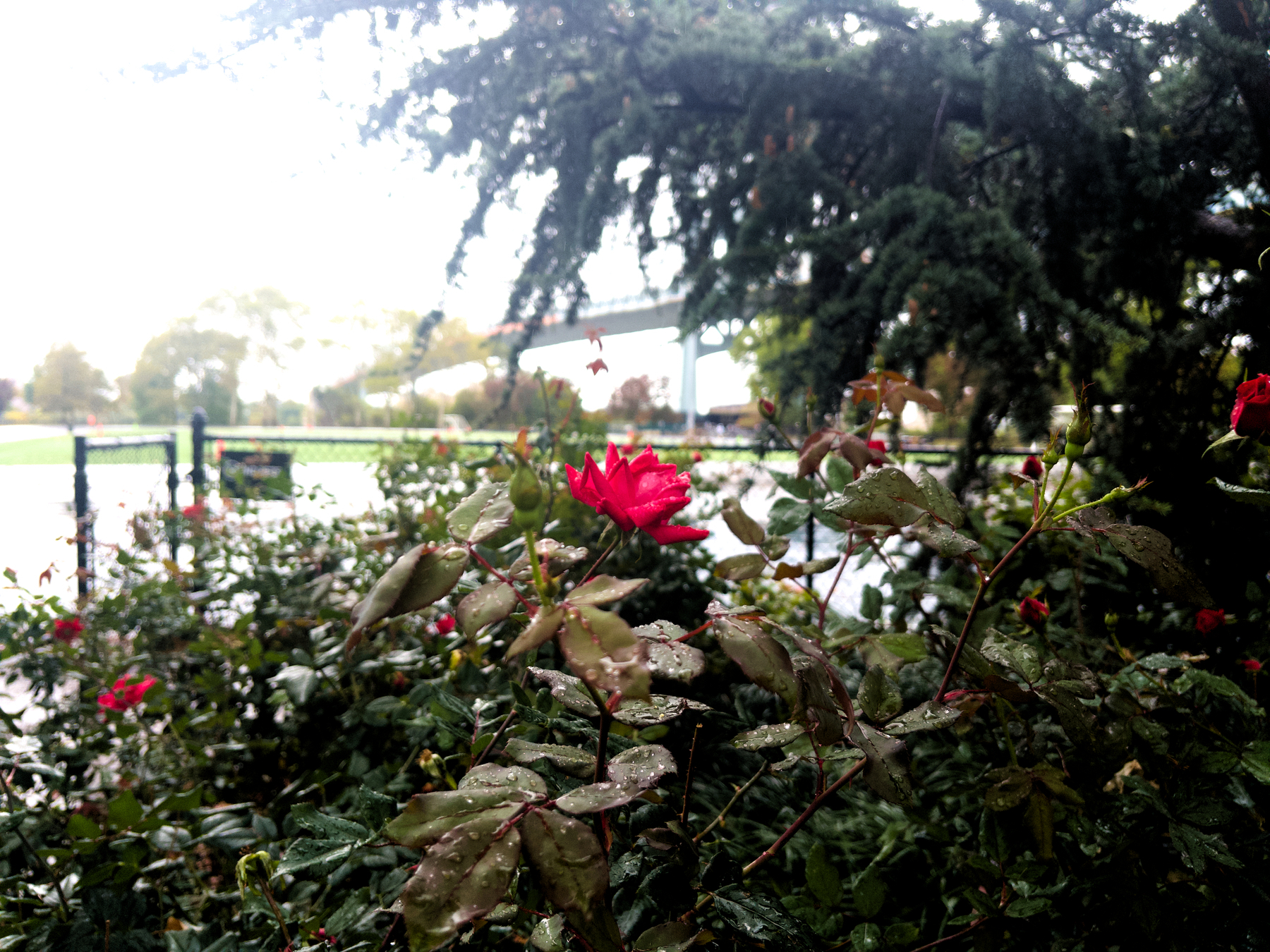A vibrant red rose blooms amidst lush green foliage, with a blurred park setting in the background.