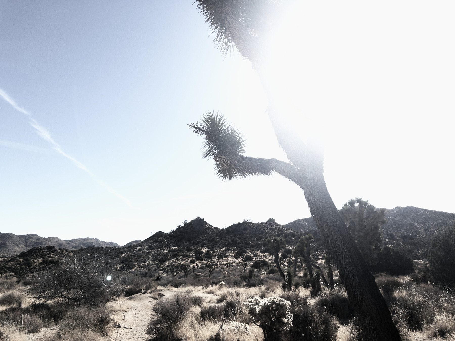 Auto-generated description: A sunlit desert landscape features a prominent Joshua tree and distant rocky hills.