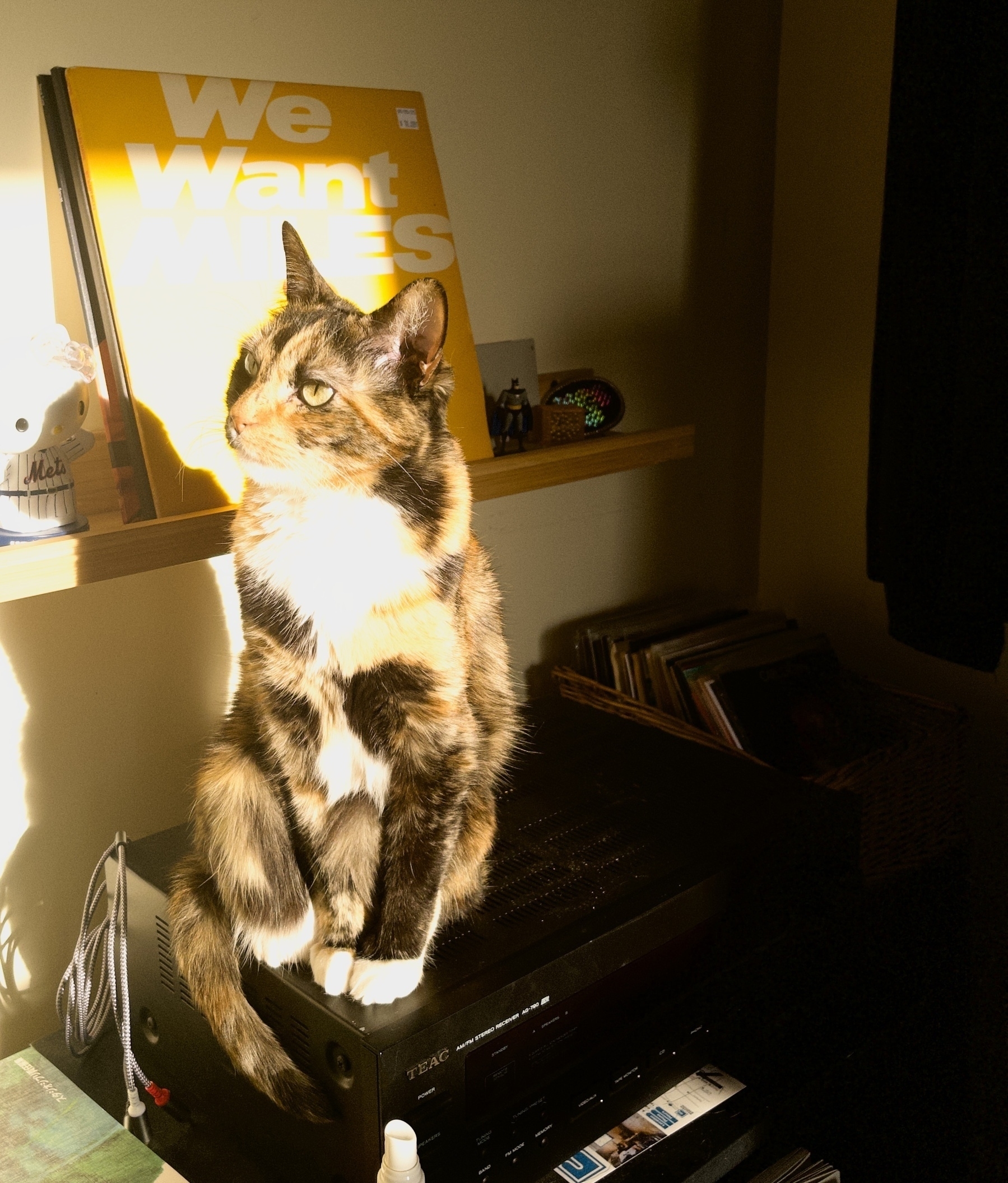 Auto-generated description: A cat is sitting on a black electronic device, bathed in sunlight, with a shelf displaying a yellow We Want Miles record behind it.