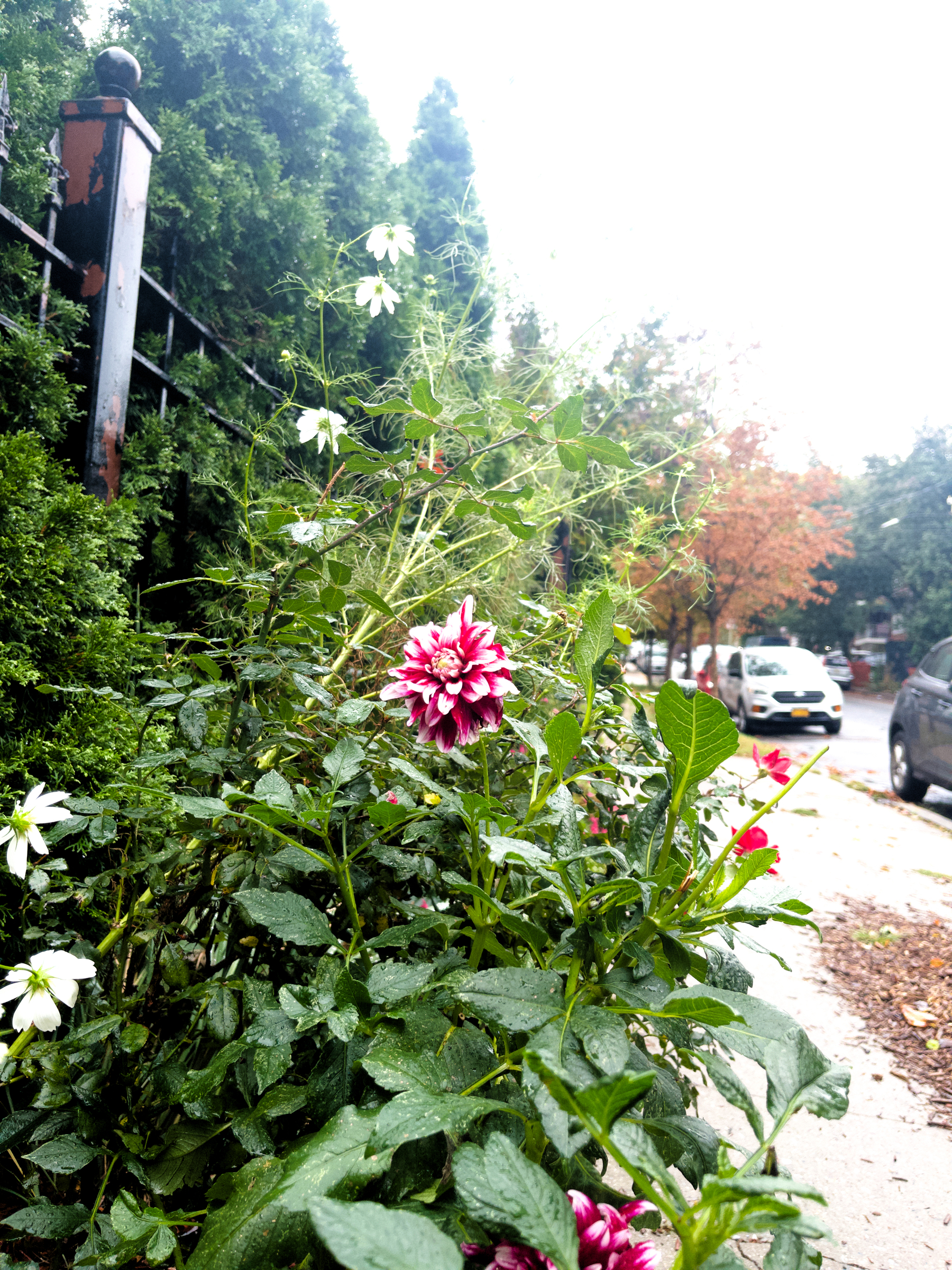 A vibrant pink and white flower blooms among green foliage by a sidewalk, with cars and autumn-colored trees in the background.