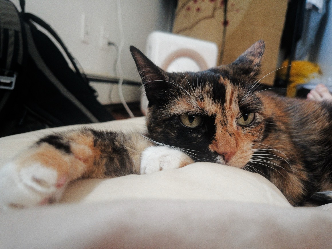 Auto-generated description: A calico cat is lying down with its paw stretched out, looking directly at the camera with a relaxed but attentive expression.