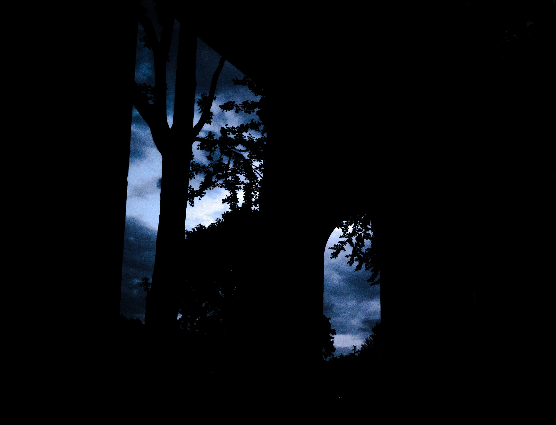 Silhouetted trees and foliage are framed against a moody, cloudy night sky.