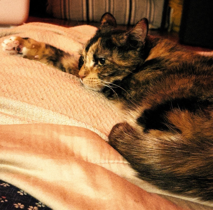 Auto-generated description: A tortoiseshell cat is lying stretched out on a soft surface, appearing relaxed and contemplative.