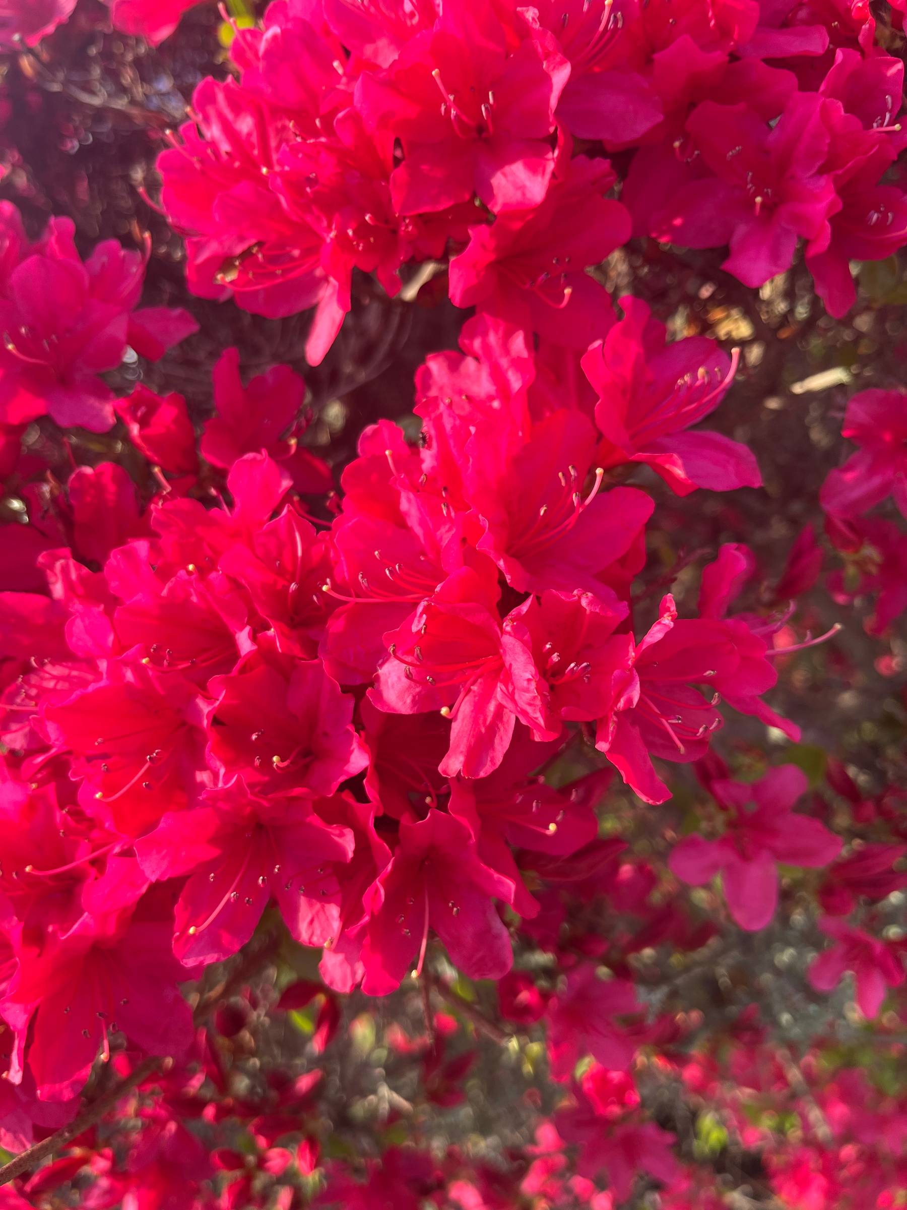 A close up of a bright red rhododendron.
