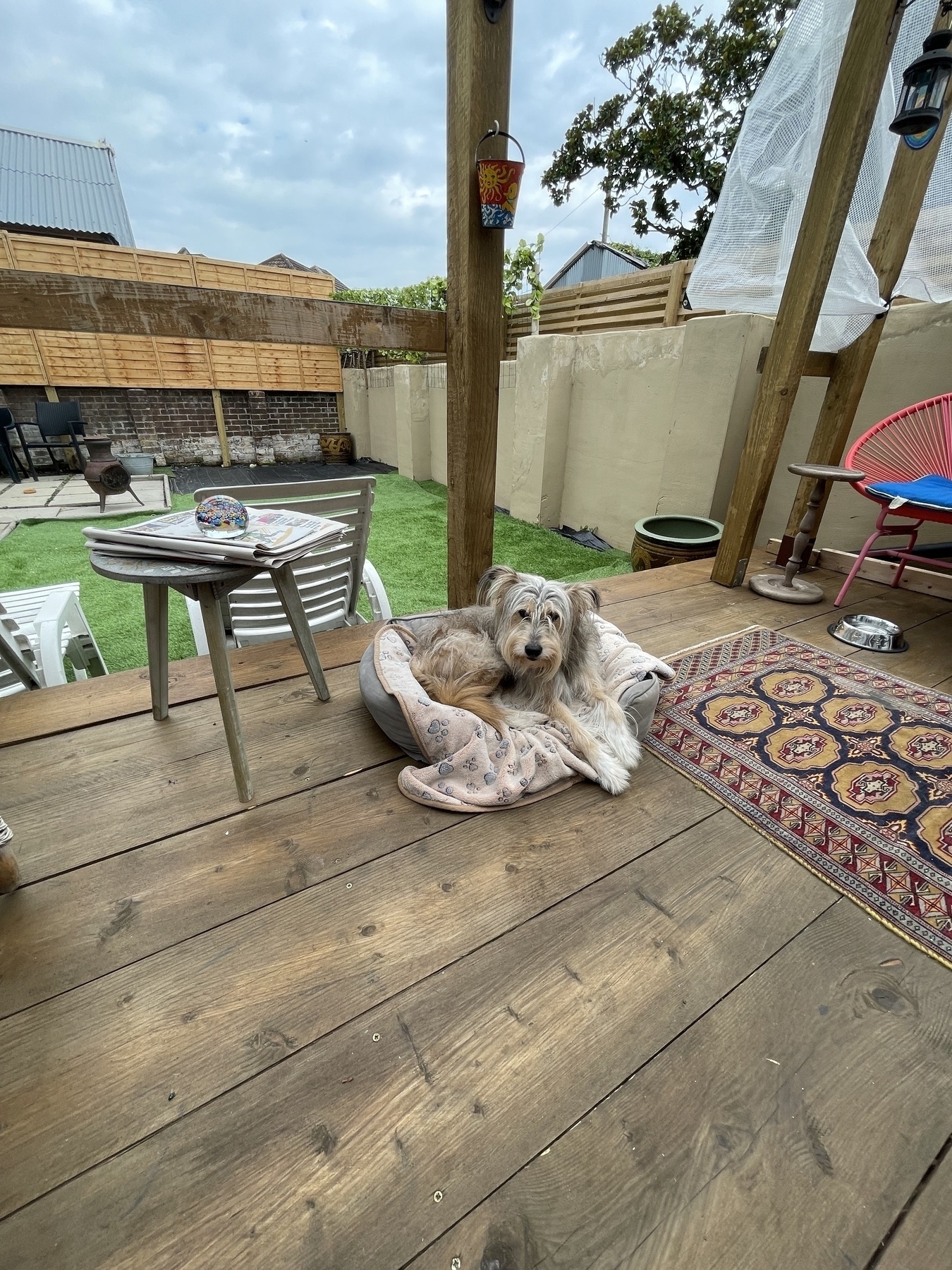 Monty the dog sits outside in our garden on the wooden decking in his comfy bed