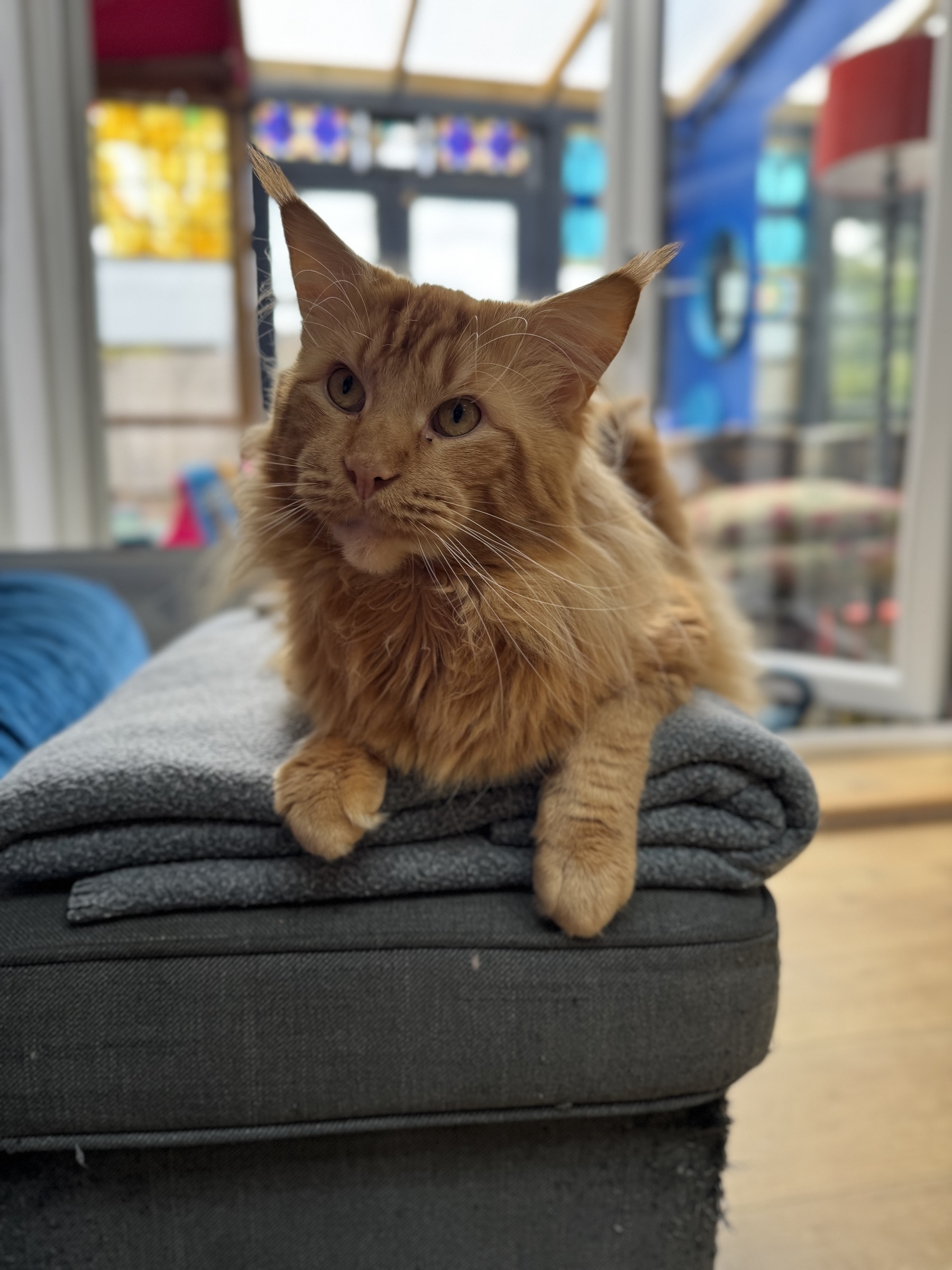 Picture of Ian (ginger cat) sitting on a stool 