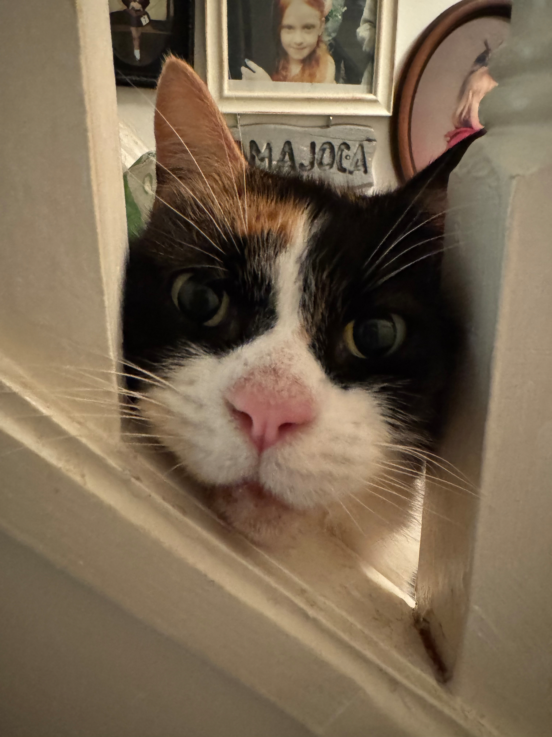 A calico cat peers through a narrow gap with framed photographs visible in the background.