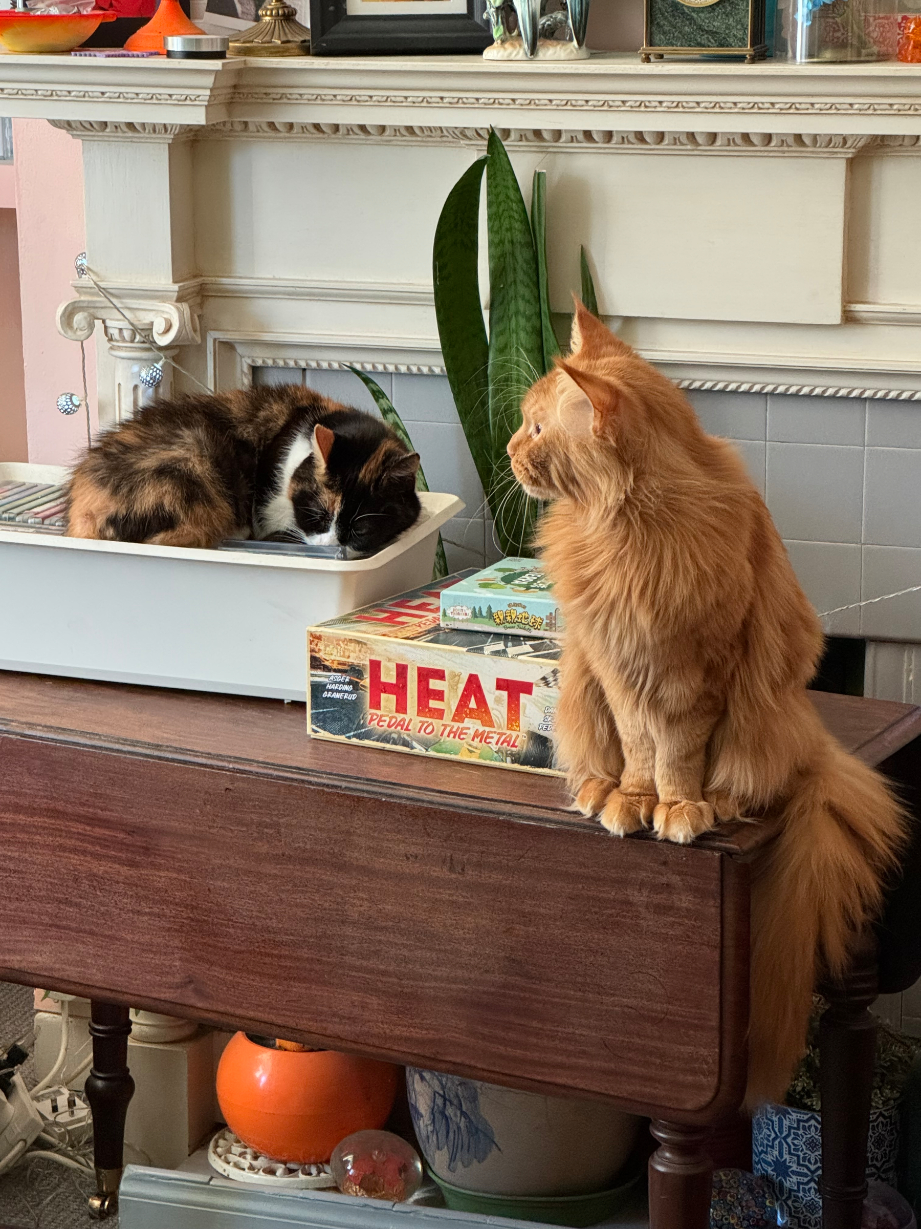 Two cats are on a table, with one sleeping in a tray and the other sitting next to a box labeled HEAT in front of a fireplace.