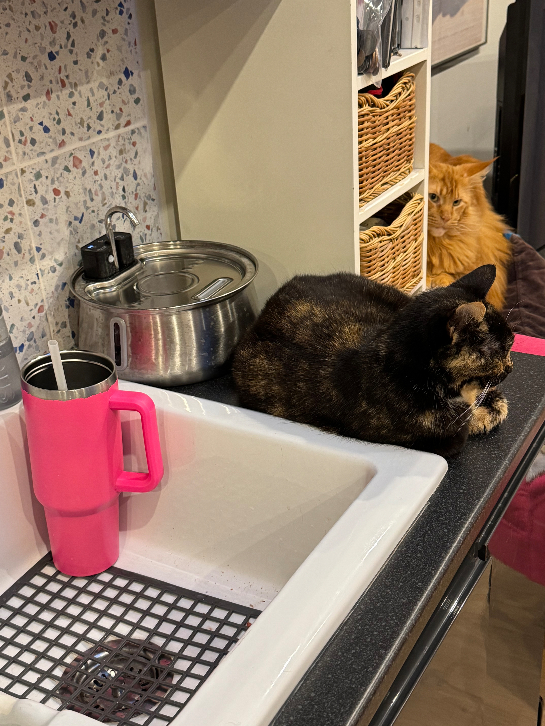 Two cats are sitting on a kitchen counter with a pink mug and various kitchen items nearby.