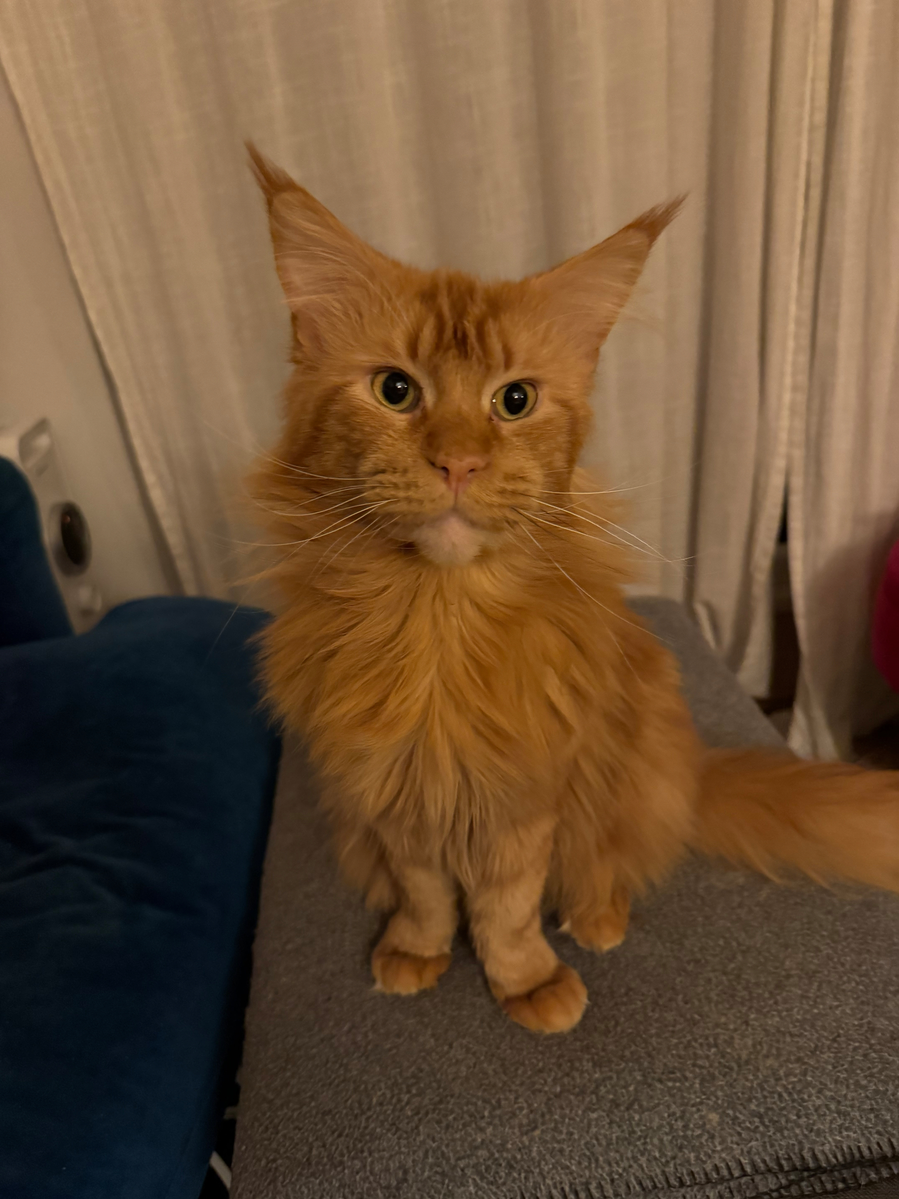 A fluffy orange cat with large ears is sitting on a textured surface.
