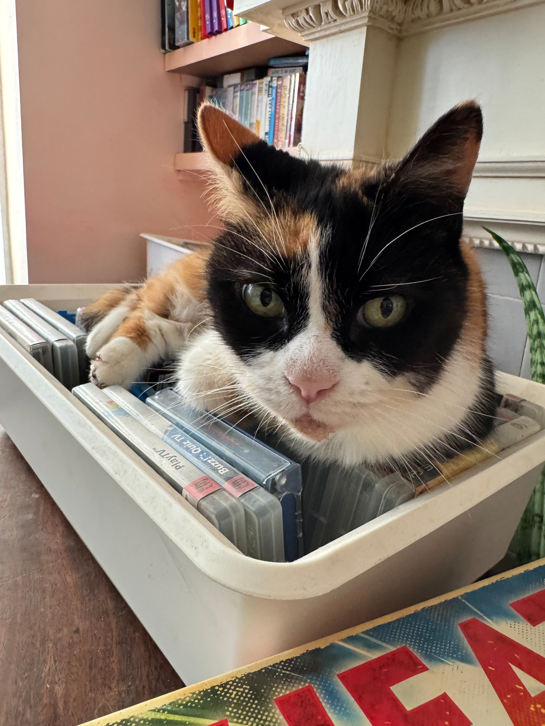 A calico cat is comfortably lounging in a plastic container filled with old PlayStation games.