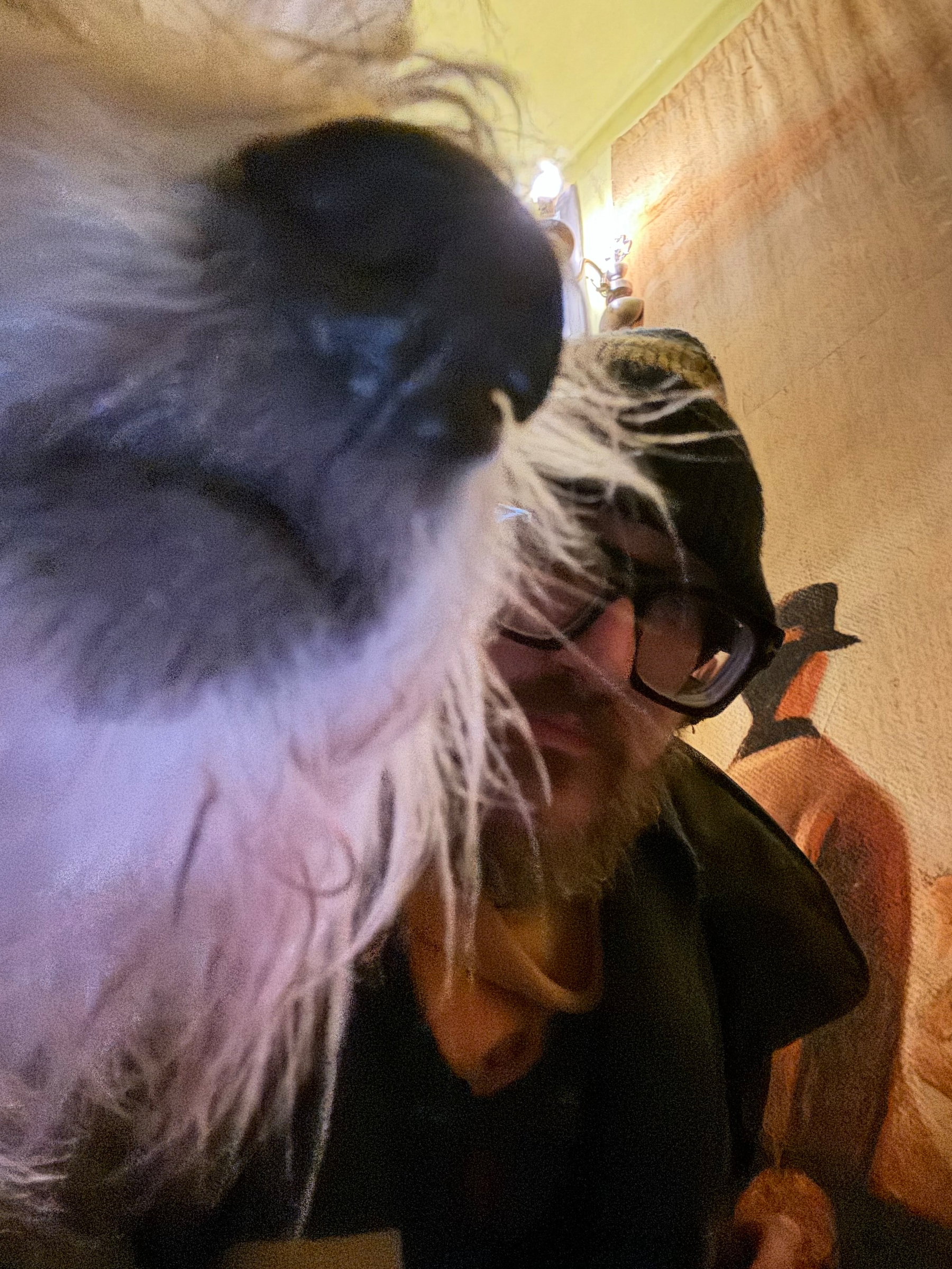 A person wearing glasses and a hat is partially obscured by a close-up of a dog's snout and fur.