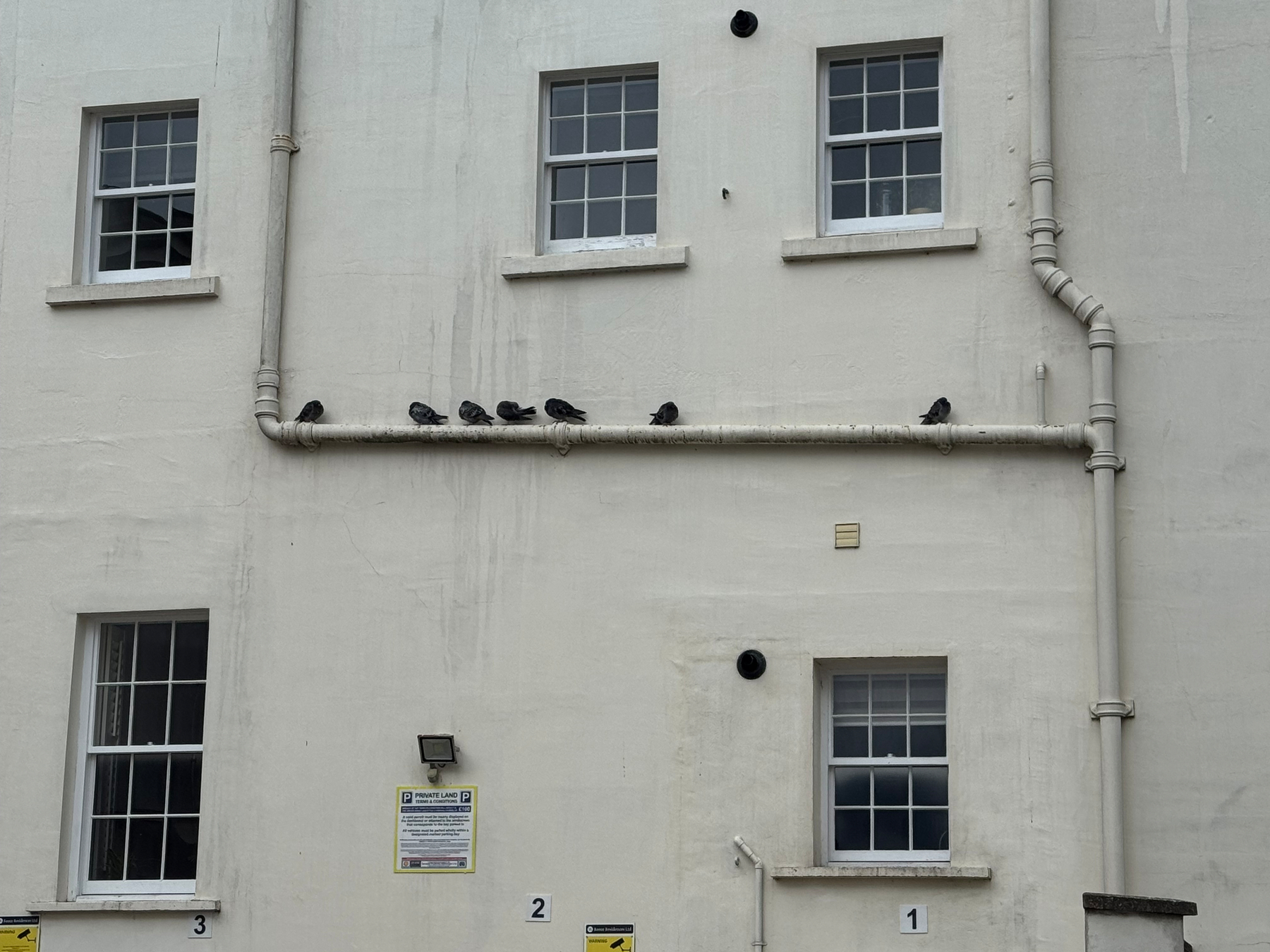 A group of birds is perched on a pipe against the exterior wall of a building with several windows.