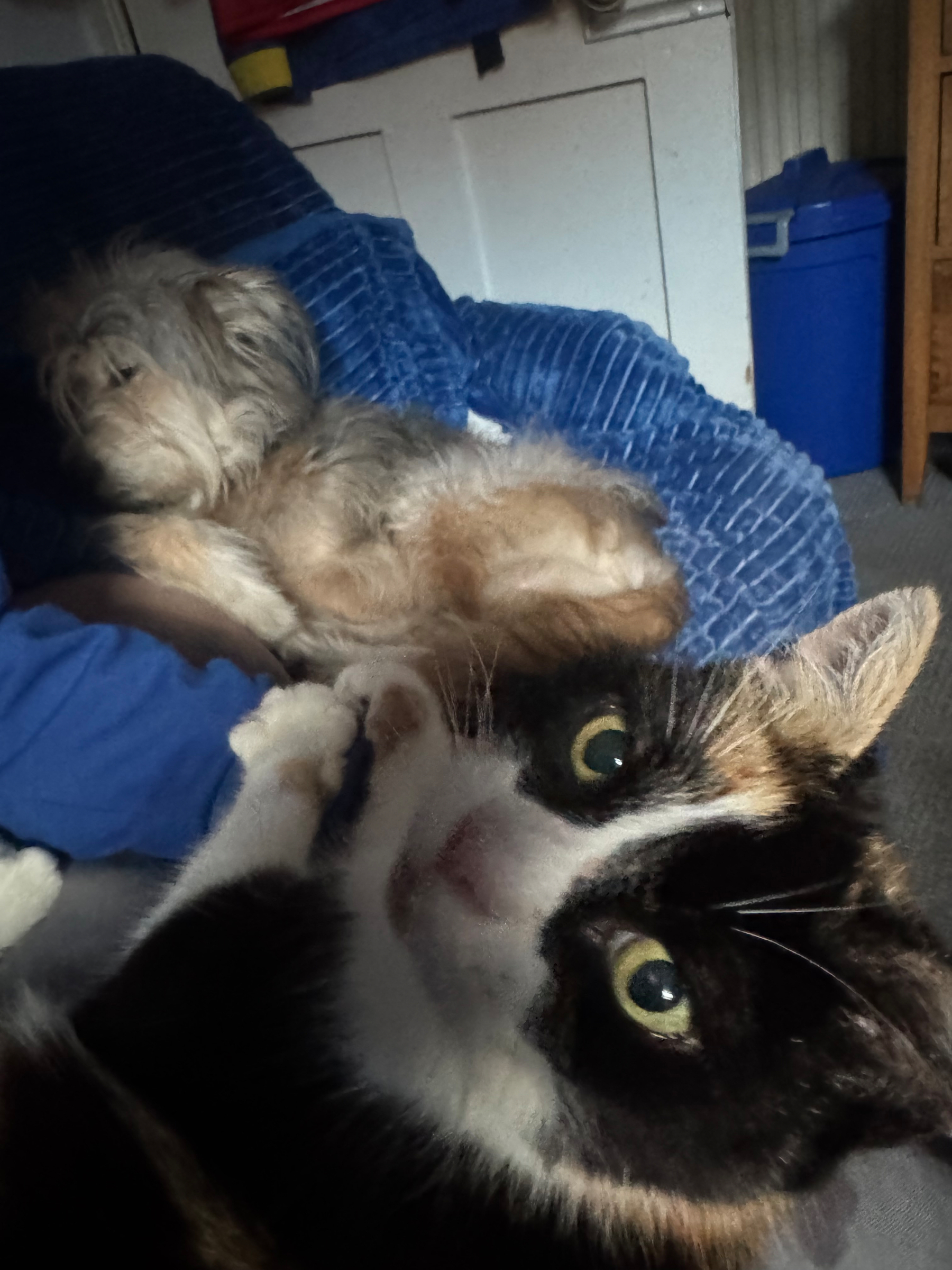 A calico cat with wide eyes is in the foreground while a small, fluffy dog reclines on a blue blanket in the background.