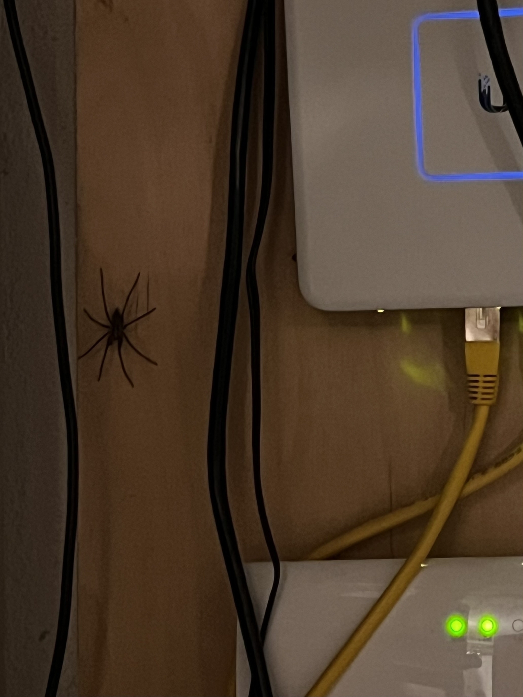 Eine große Spinne neben Kabeln und Technik. 