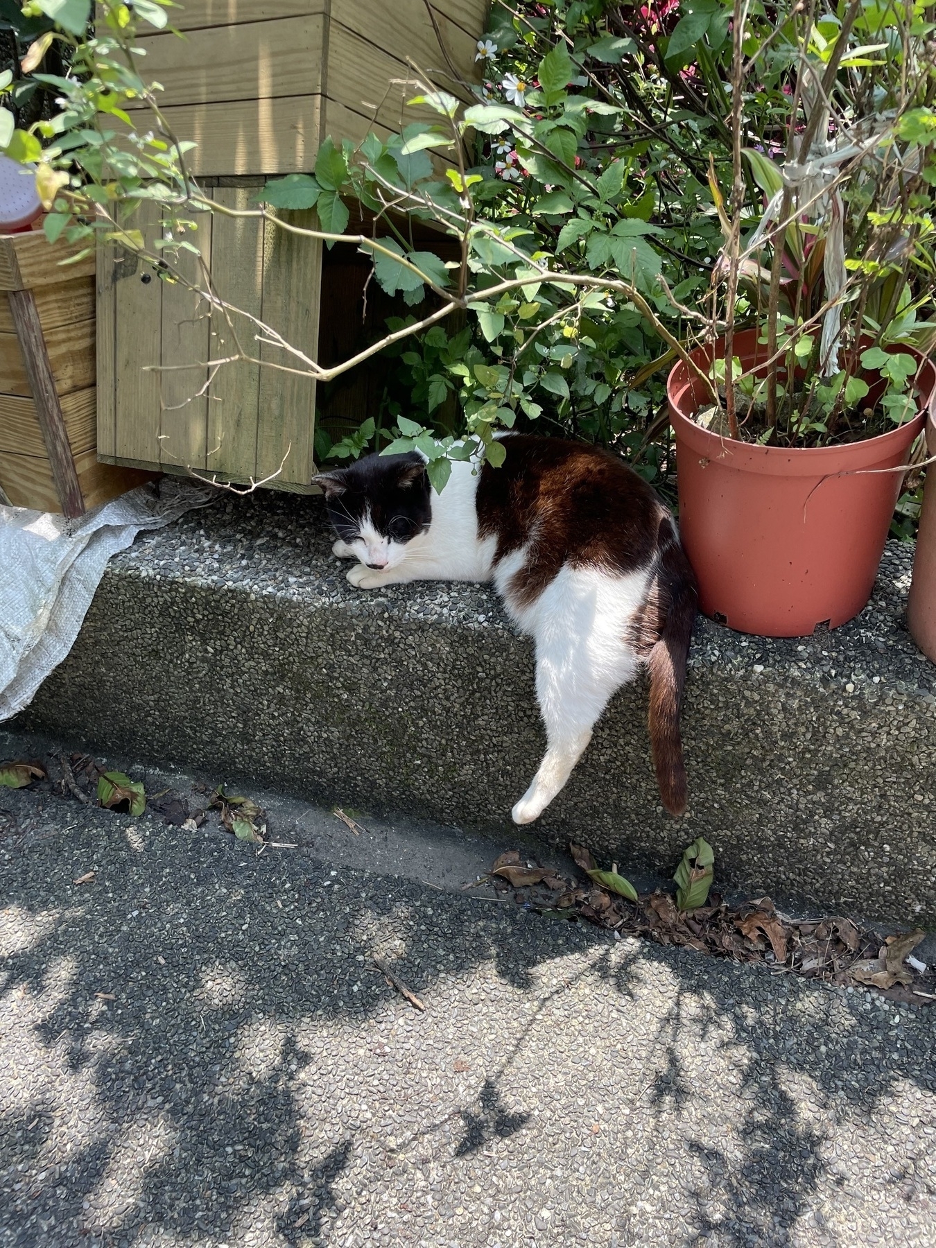 A black and white colored cat curled under the branches of a potted plant, taking cover from the sun. One of the cat's legs is laid down on the side of the ledge.