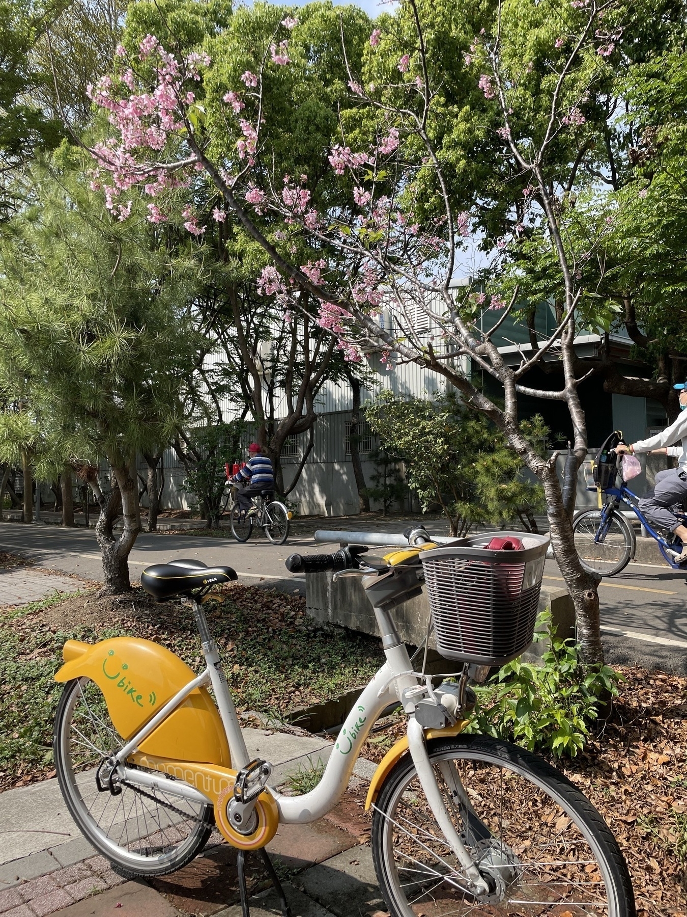 A YouBike parked under a cherry blossom tree. In the background, the Tanya Shen bikeway is visible with a few cyclists passing by.