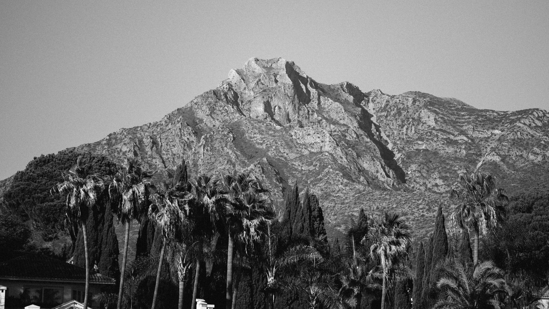 A black and white photo of a mountain behind a line of palm trees. The mountain has a deep texture in the rock due to harsh direct light. 