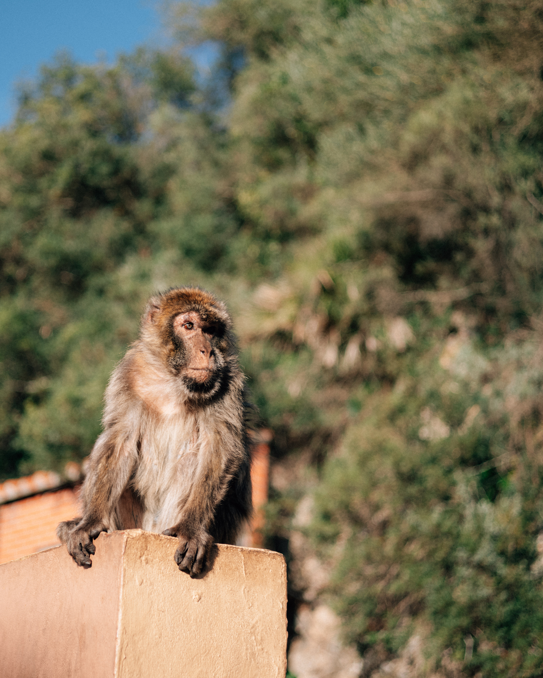 A Barbary Macaque on a wall looking slightly off camera, the background is mostly filled with trees.