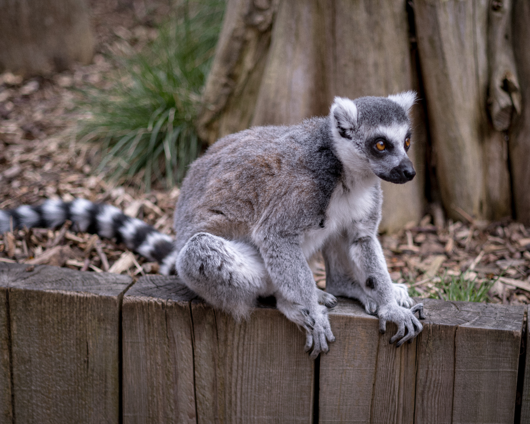 A close up shot of a lemur on a wall. The lemur is looking off to the right of the frame at a 30ish degree angle so you can just see both eyes.