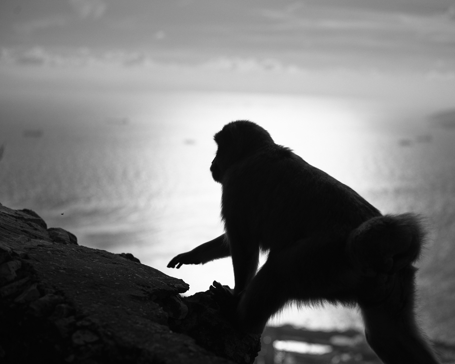 A sillouette of a monkey on a rock face, in the background there is a column of light from the sea framing the outside of the monkey.