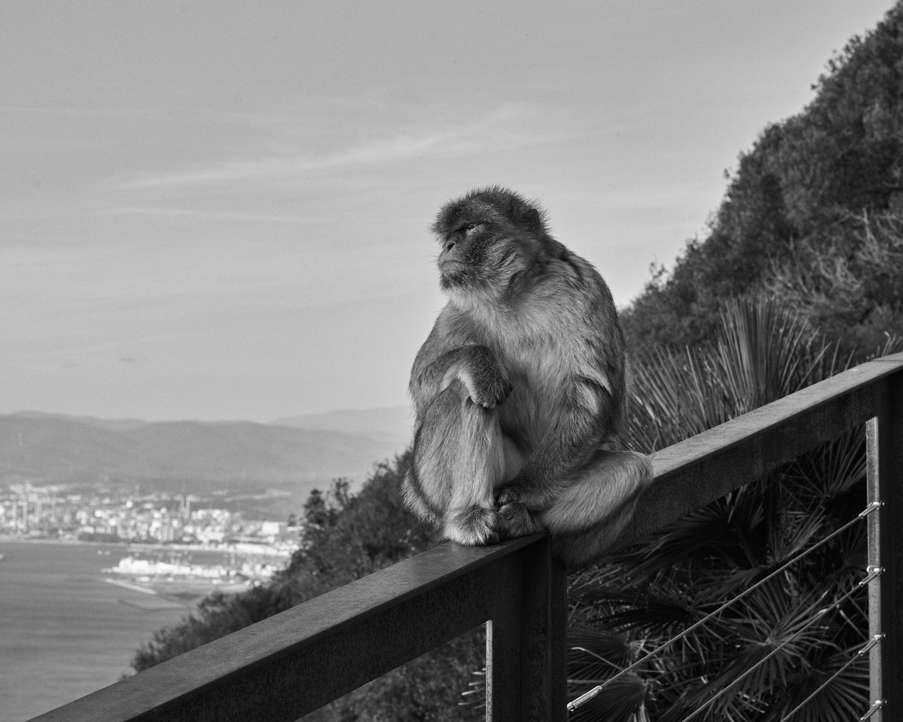 A monkey looking wistfully into the distance at profile to the camera. In the background you can see a distant Spanish City.