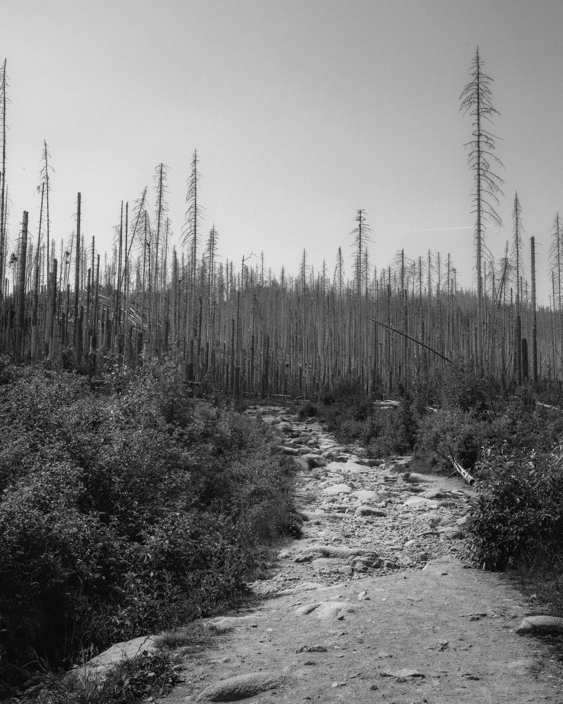 A rocky trail lined with dead and bare trees. The photo is black and white. It's hard to believe it was taken in the middle of summer, as even the standing trees are bare.