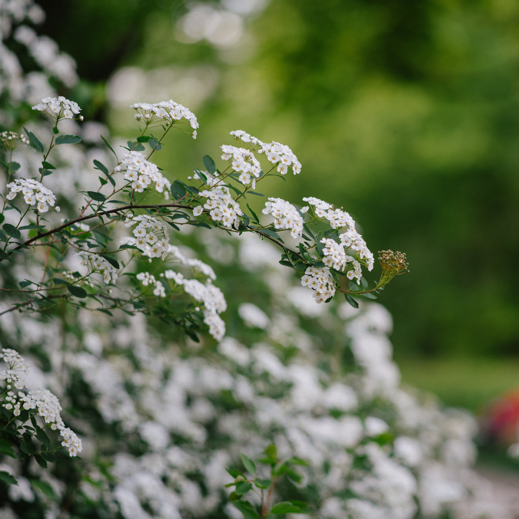 Flowers in bloom with an out of focus background of green trees and the edge of a birthday party in the park