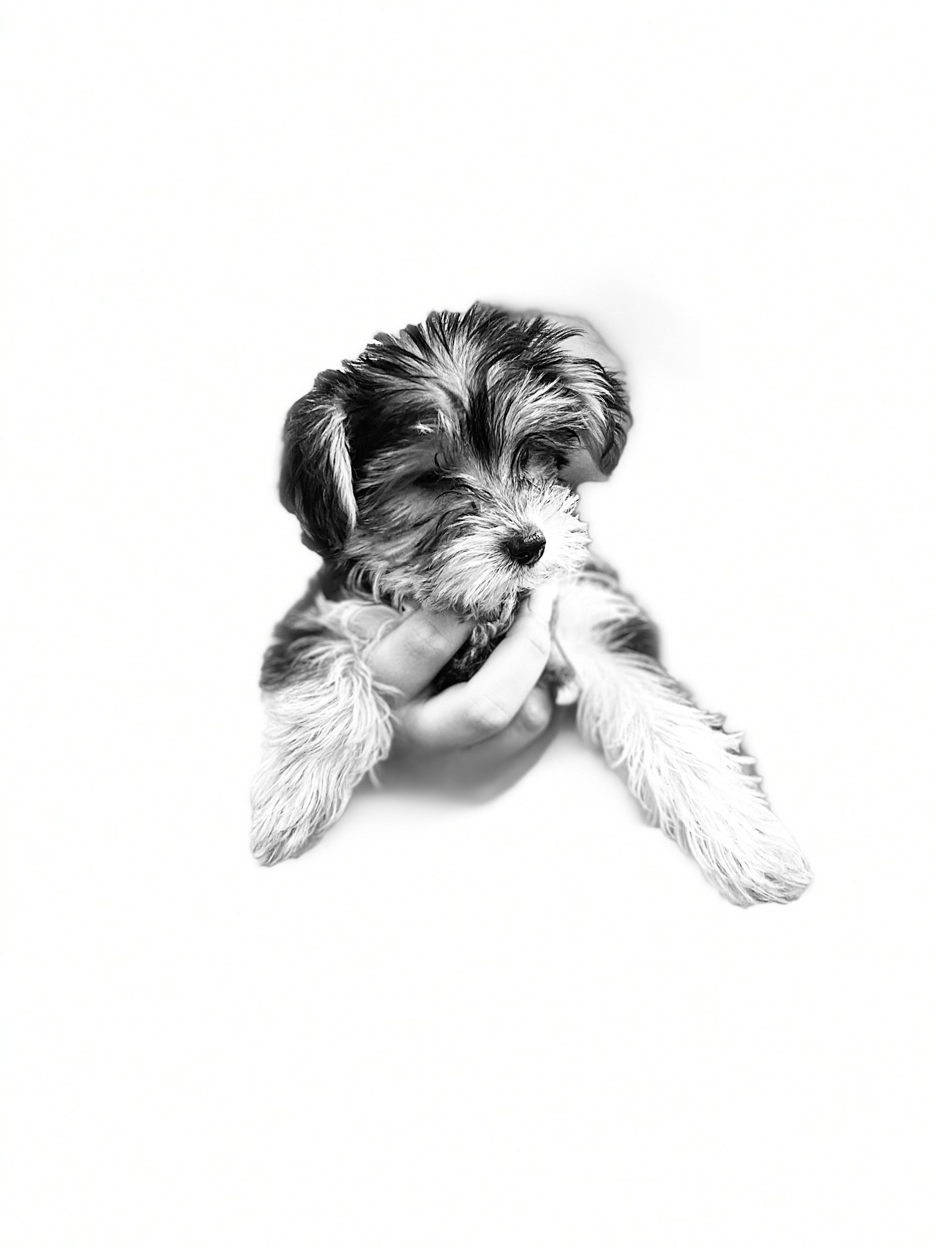 a high-contrast, black and white photo of a puppy being held out in one hand by its owner