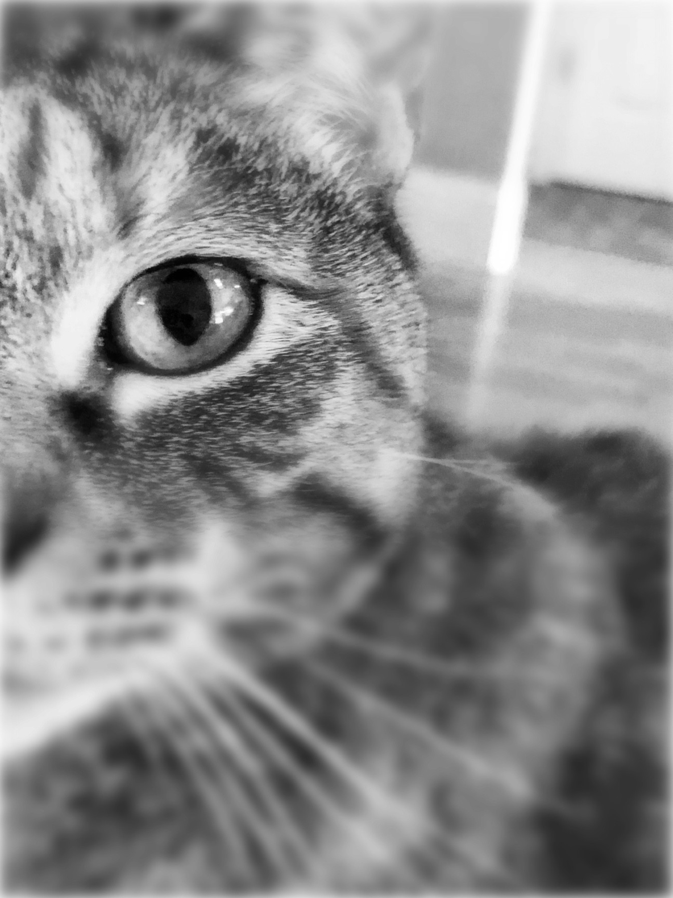 An up close shot of a cat's left eye as it faces directly into the camera.  The background is blurred.
