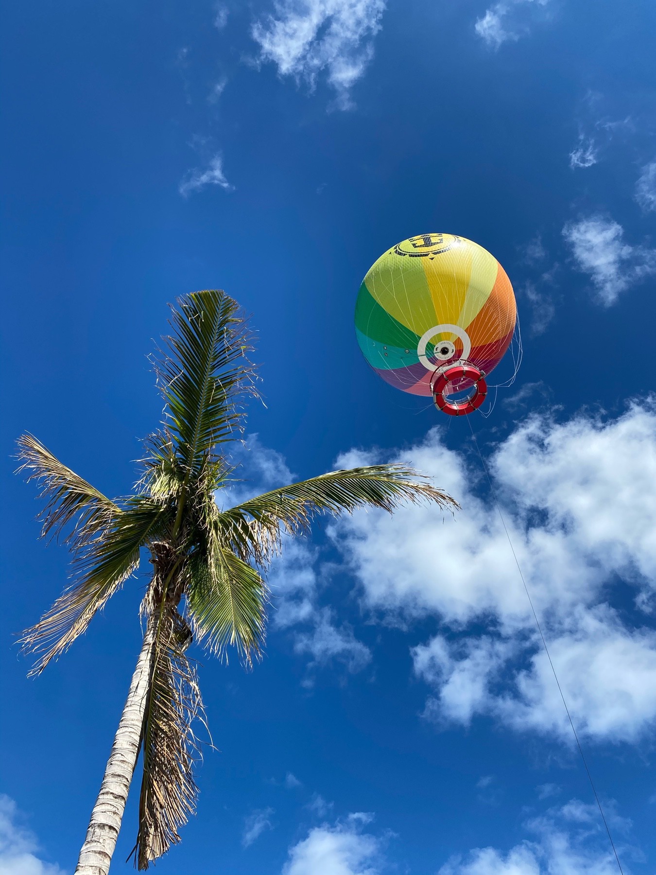 A hot air balloon sits atop the upper right corner against a bright, blue sky with a palm tree sprouting up from the bottom left corner.