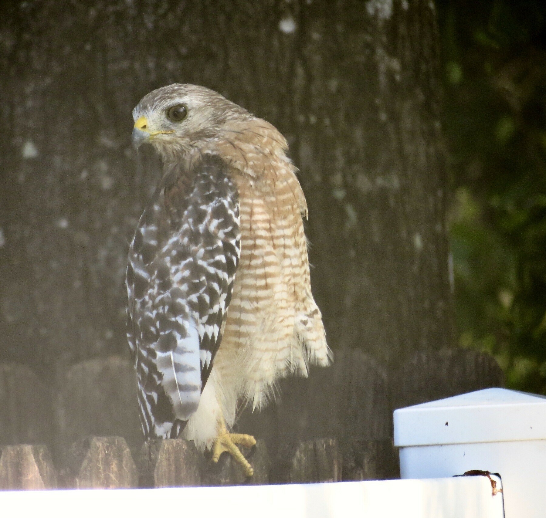 A red-shouldered hawk sits on a wood and vinyl fence surveying a backyard.
