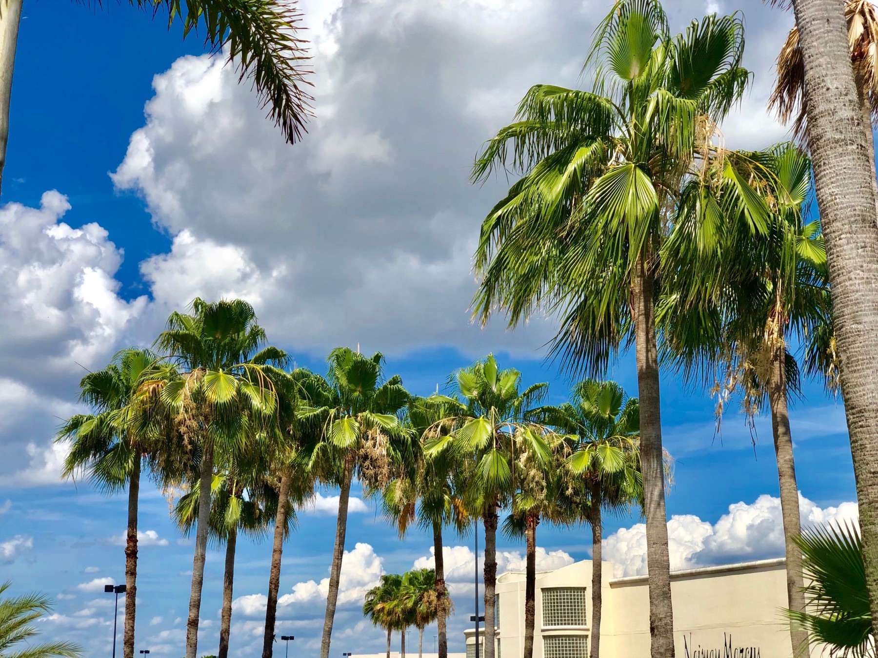A group of palm trees set against a brilliant blue sky dotted with puffy white clouds. There's a building in the background as well.