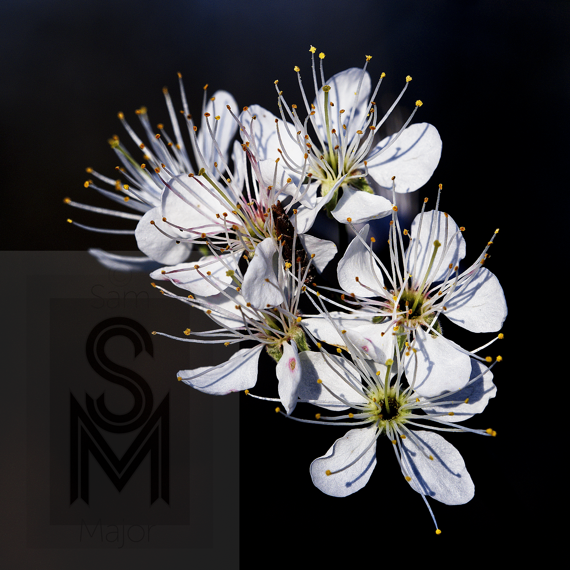 white flowers, perhaps dogwood, with small yellow pollen on protruding stamens, set on a dark, bluish background