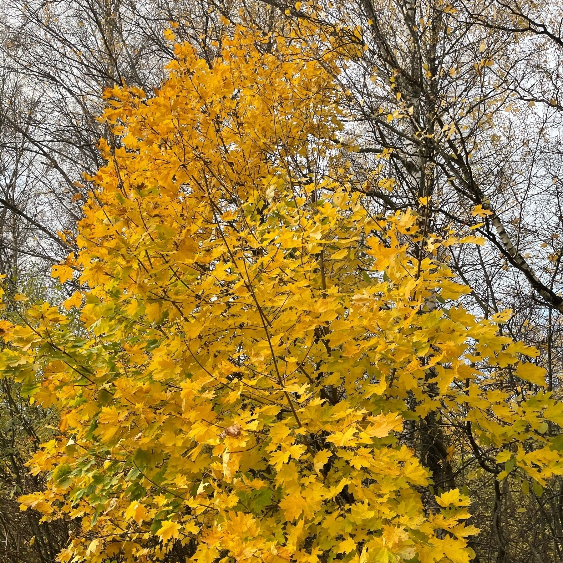 a maple tree, leaves all turned yellow