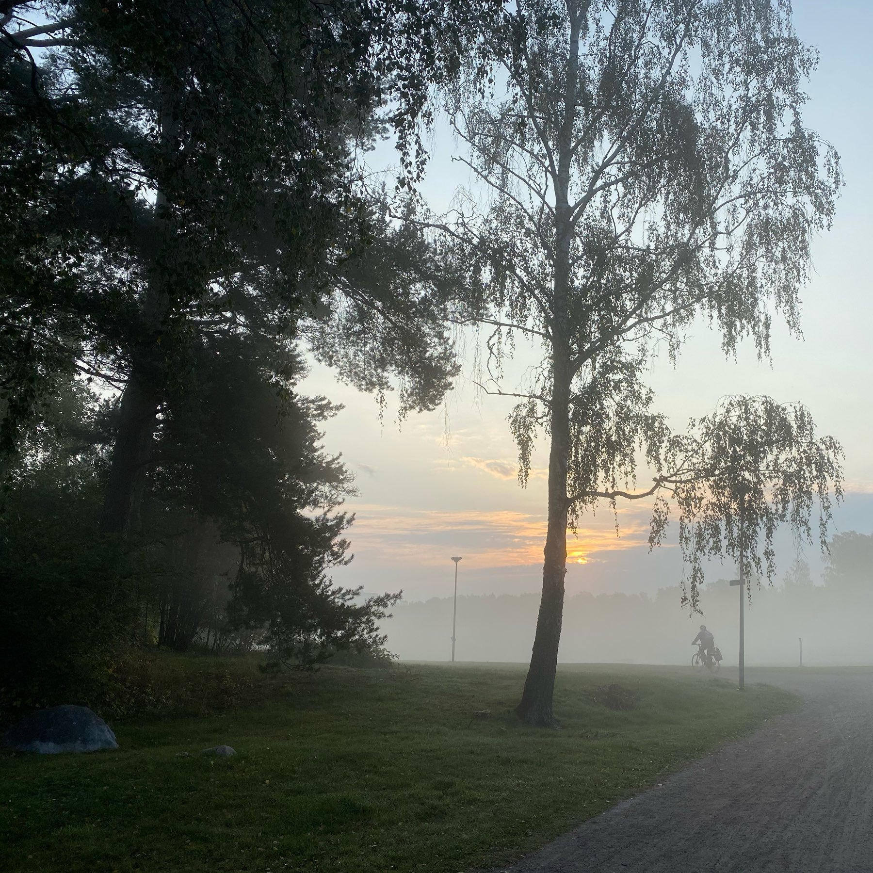 fog, sunrise, a birch tree in a park