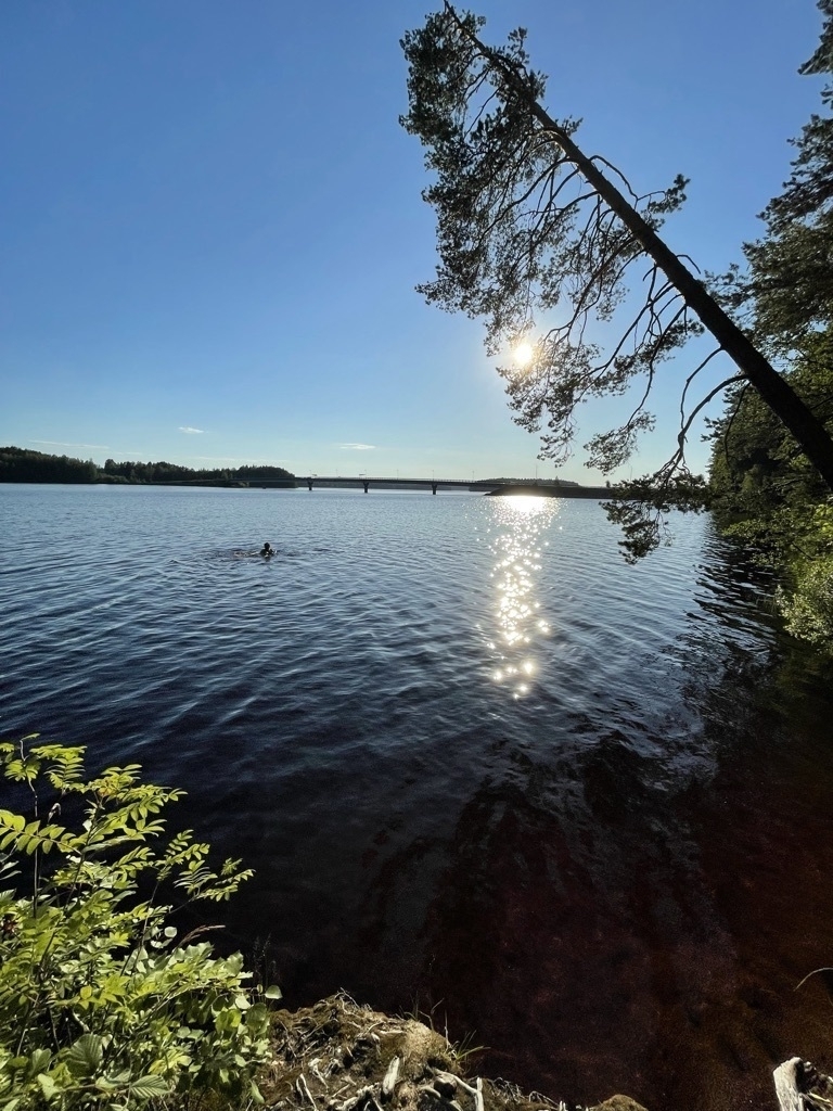 birch tree drooping over a lake, a swimmer in lake, sun setting